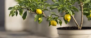 Banniere cultiver un citronnier en pot4