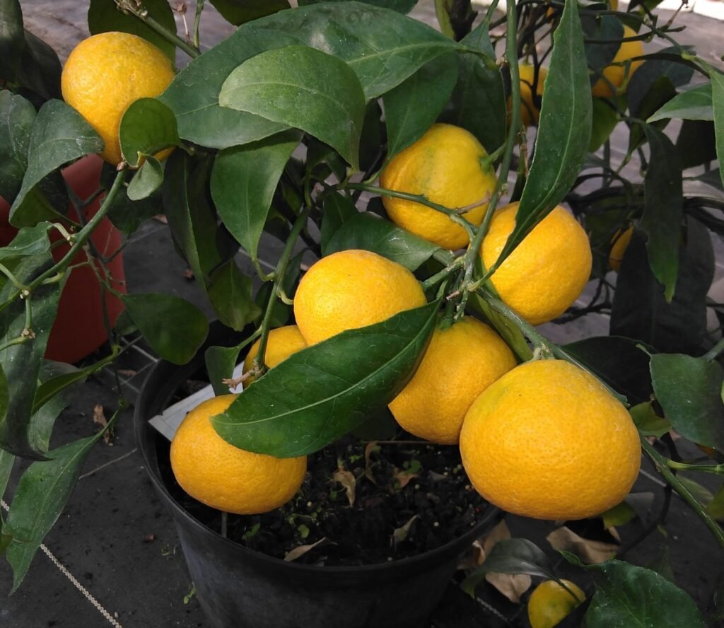 capture mode automodule faces