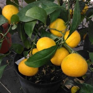 capture mode automodule faces