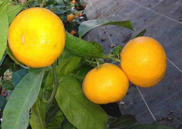 Satsuma (Owari) Collot / Riera