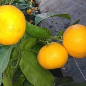 capture mode automodule faces