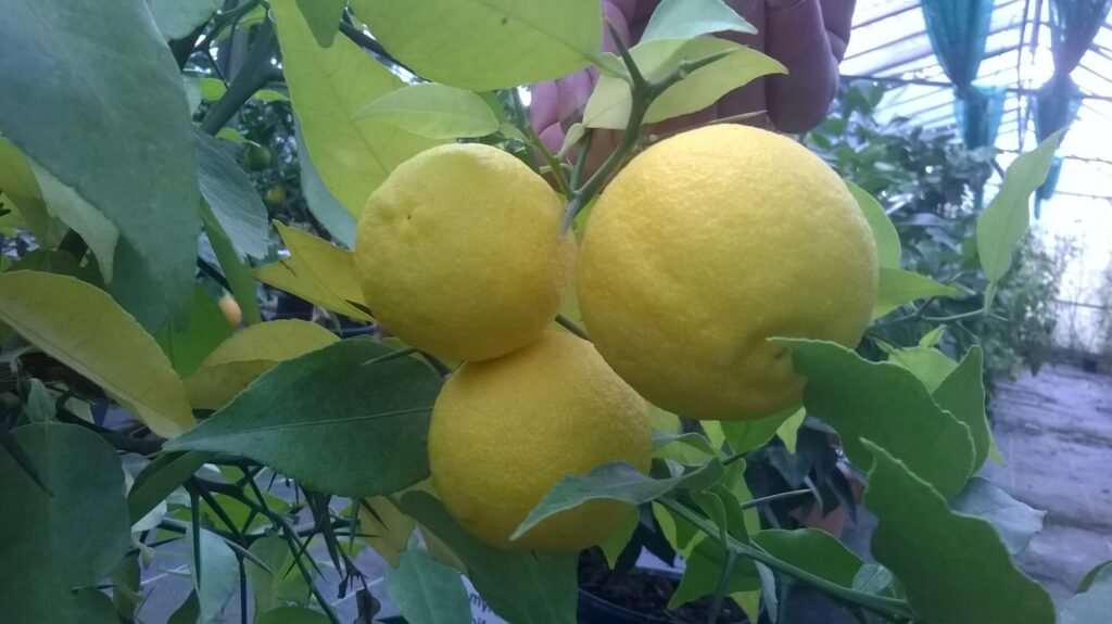 Yuzu à grandes épine 2