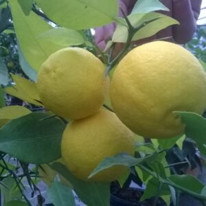Yuzu à grandes épine 2