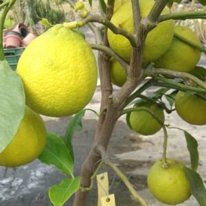 capture mode automodule faces