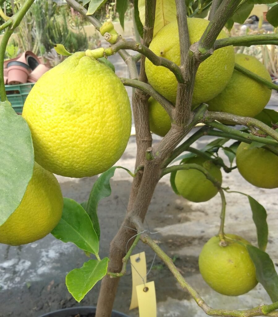 capture mode automodule faces