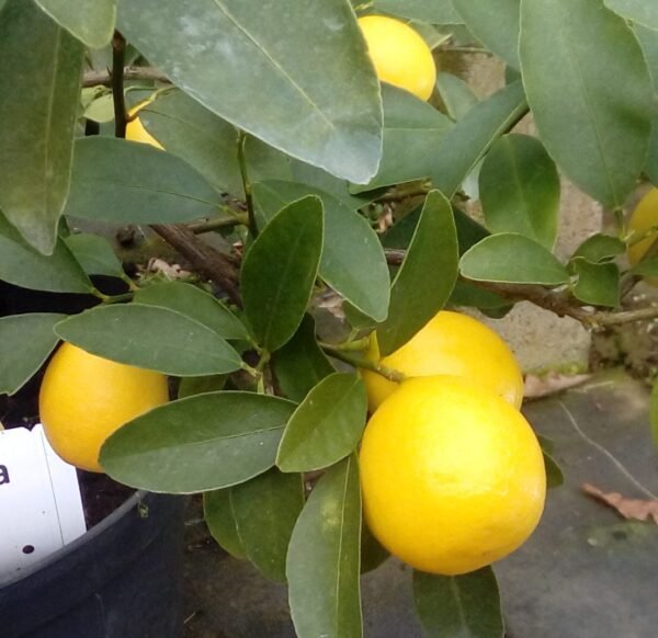 Limequat Lakeland