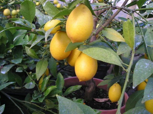 Limequat de Tavares
