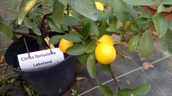 Limequat Lakeland – Image 3