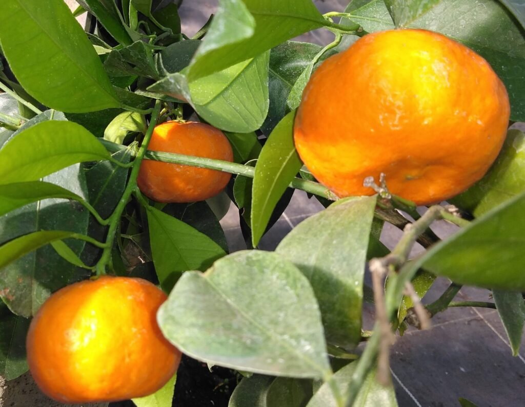 capture mode automodule faces