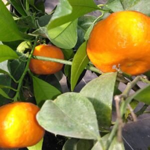 capture mode automodule faces