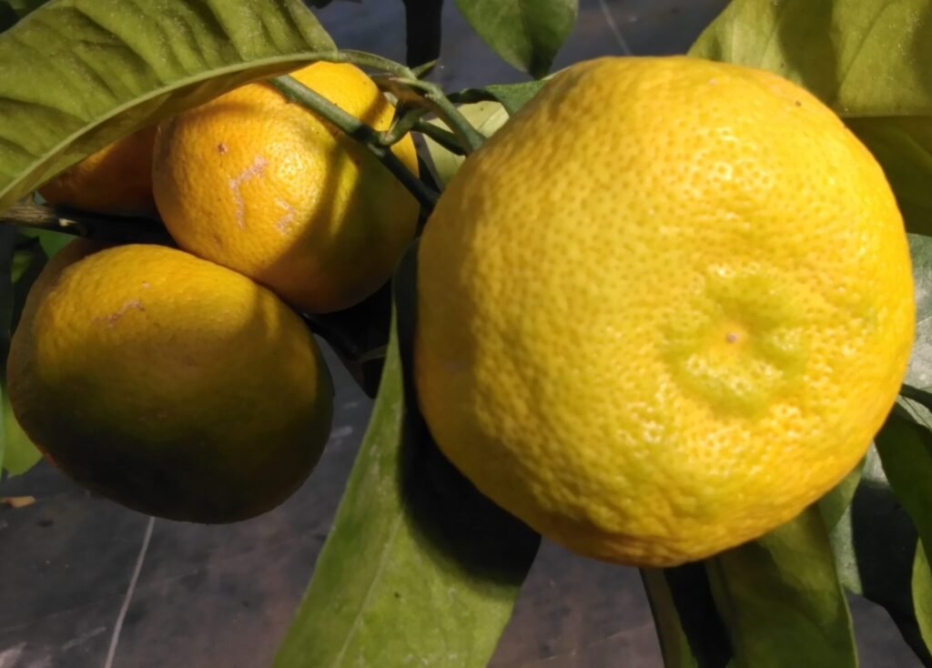 capture mode automodule faces