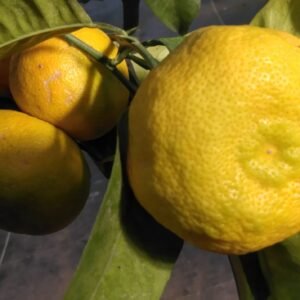 capture mode automodule faces