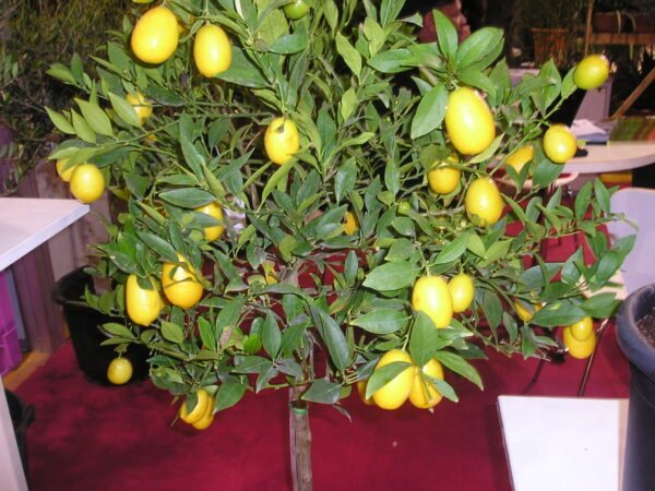 Limequat de Tavares – Image 3