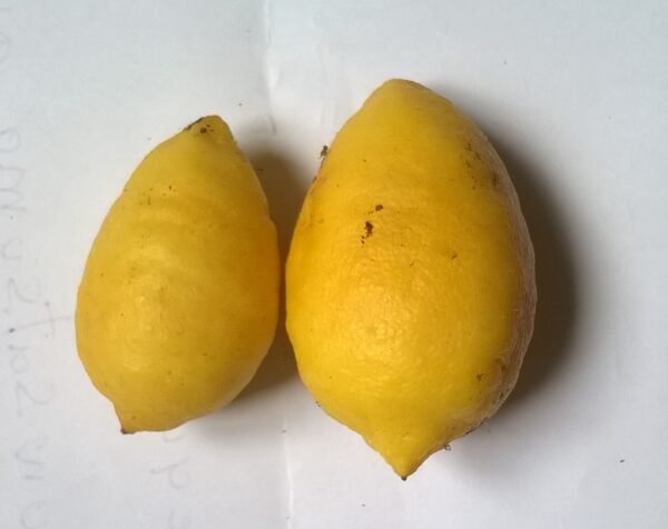Limequat de Tavares – Image 4