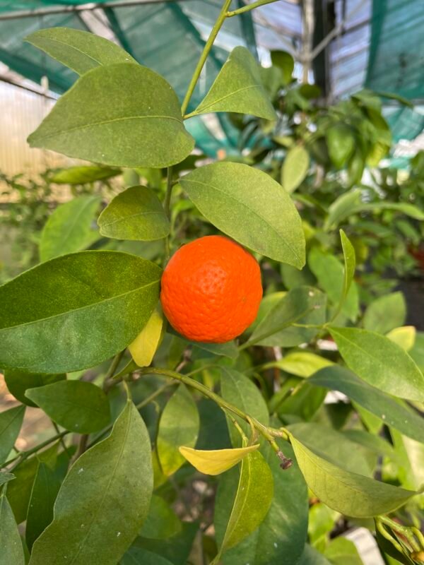 Mandarine Keraji