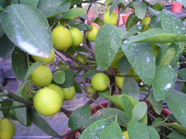 Citron Galet