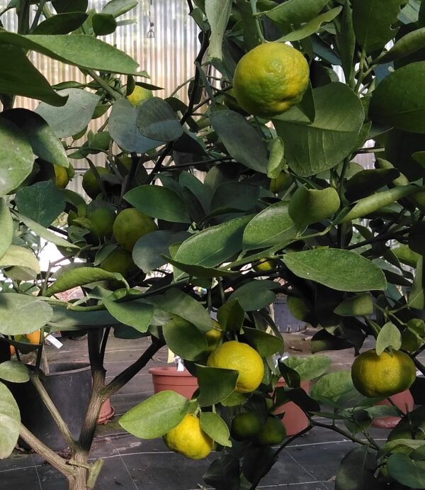 Mandarine Keraji – Image 3