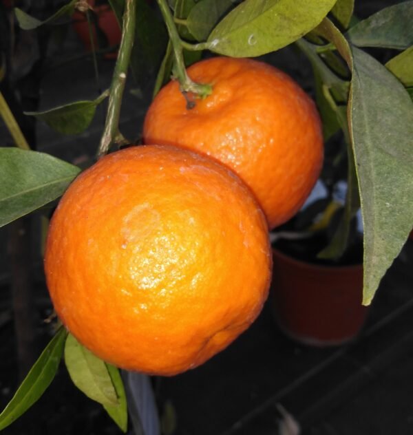 Mandarine Ponkan