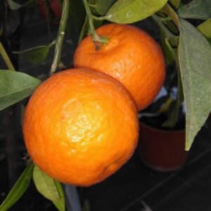 capture mode automodule faces