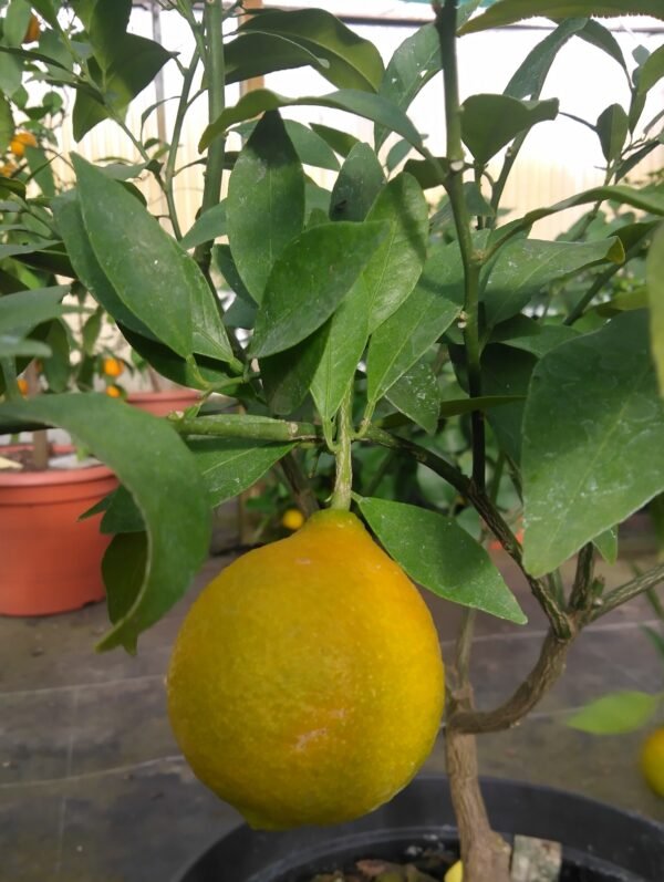 Orangequat Nippon 63E