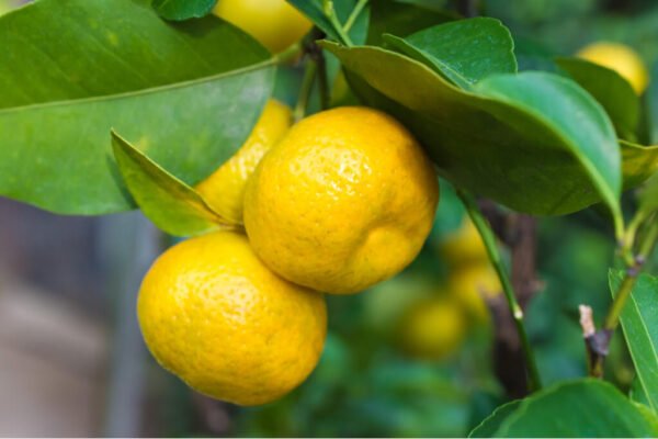 Mandarine Shekwasha ou Shikuwasa