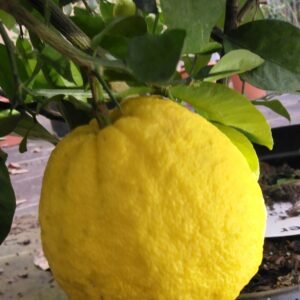 capture mode automodule faces