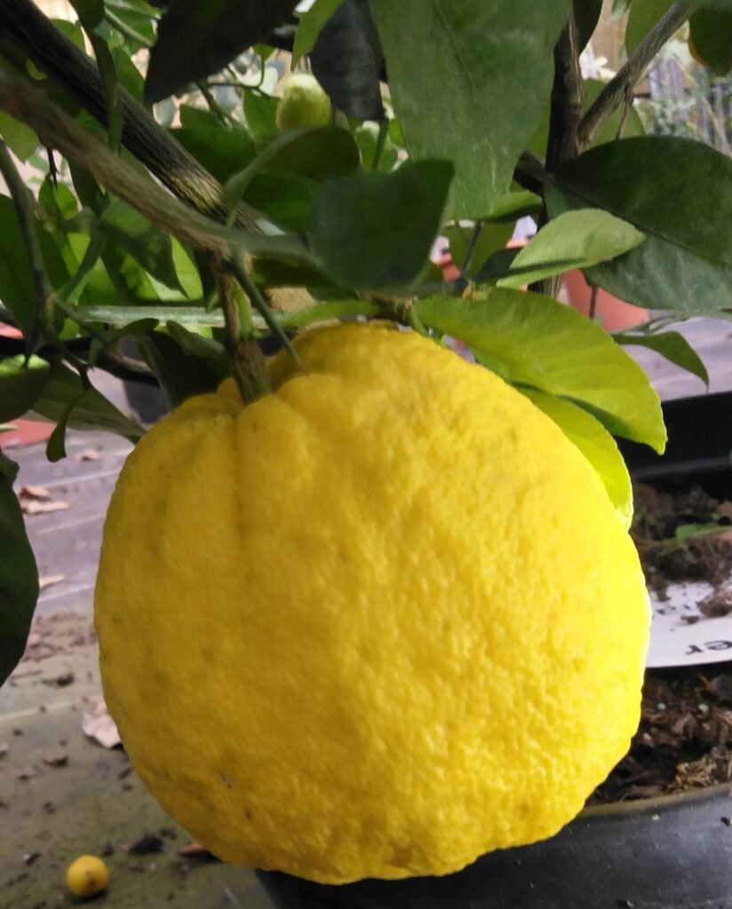 capture mode automodule faces