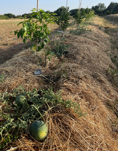 Agrume butte humidité