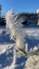 Gel agrume neige cristaux fruit