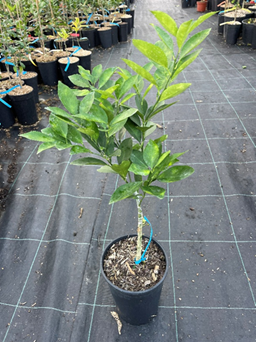 Jeune plant oranger pot 4l