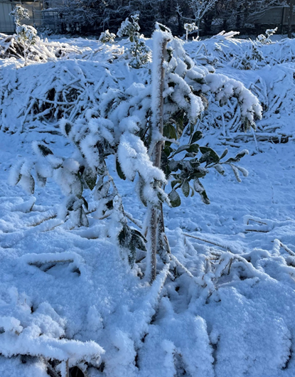 Satsuma neige gel butte hivernage