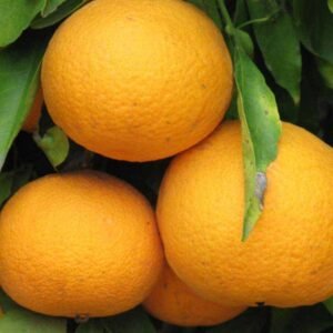 Tangor Kiyomi